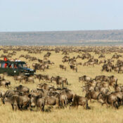 Maasai Mara Wildebeest Migration