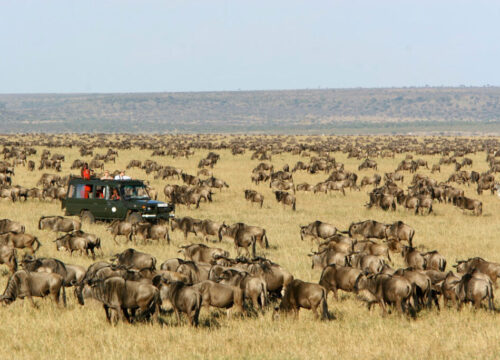 Experience the Maasai Mara Wildebeest Migration