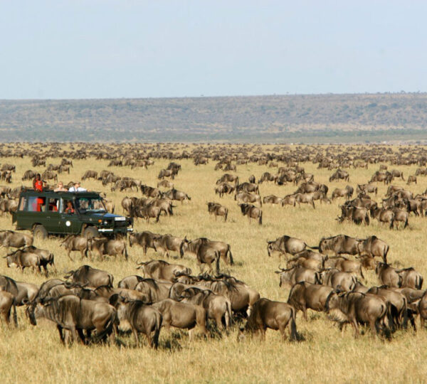 Experience the Maasai Mara Wildebeest Migration