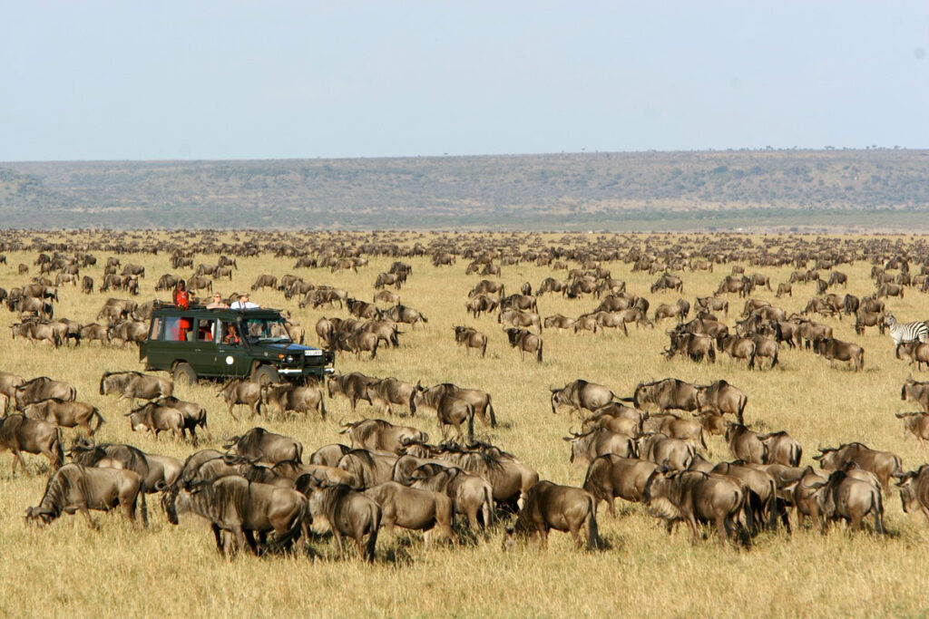 Maasai Mara Wildebeest Migration