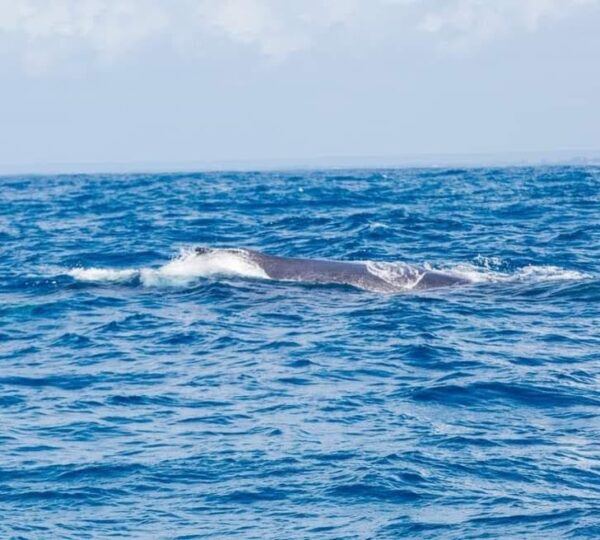 Whale tail splashing in the water near Wasini Island