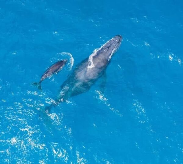 Whale swimming with its calf in Wasini waters