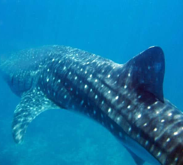 Whale shark swimming in the clear blue waters of Wasini