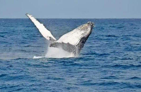 Whale breaching off the coast of Wasini Island