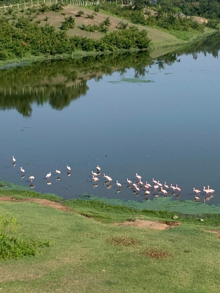 Flock of flamingos at Lake Simbi Nyaima