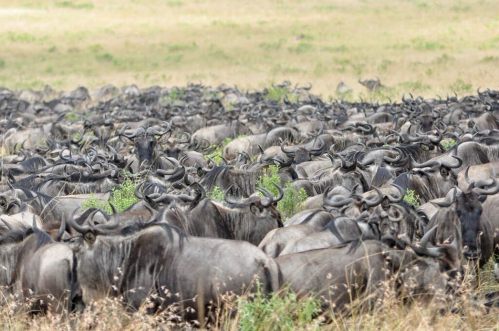 Wildebeest Herd in Kenya