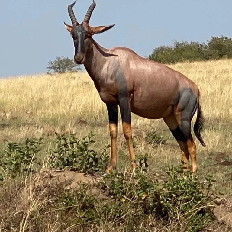 Topi Antelope in Kenyan Savannah