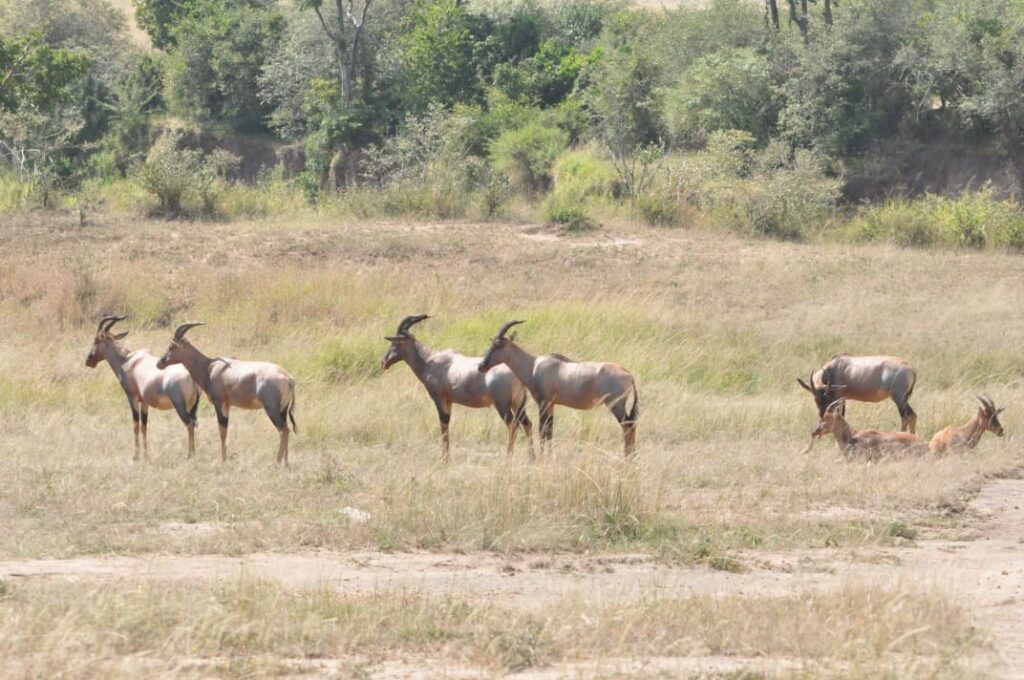 Antelope in Kenyan Savannah