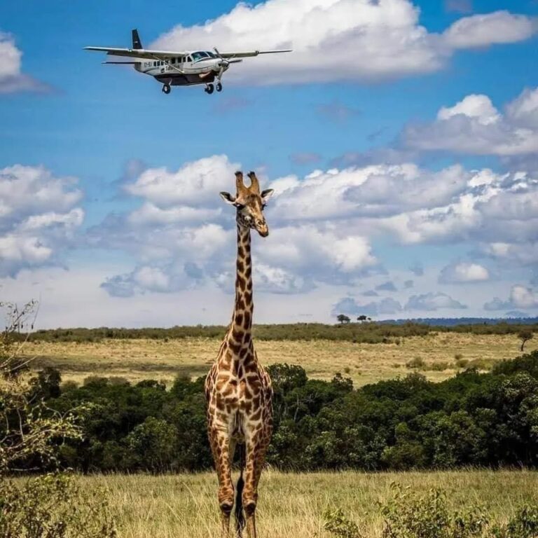 Aerial View of Maasai Mara with Giraffe