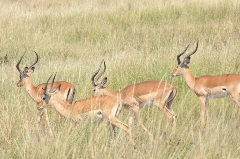 Herd of impalas grazing in Maasai Mara