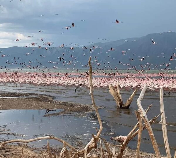 Flock of Flamingos in Lake Nakuru