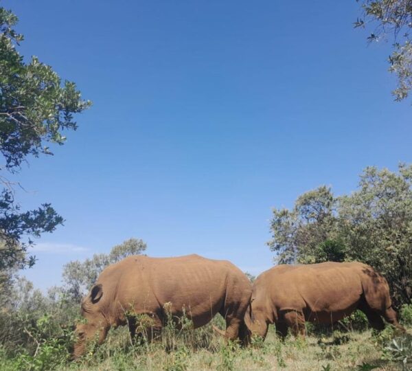 Rhinos Grazing in Tsavo East National Park