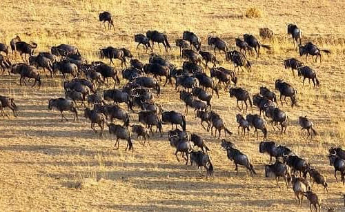 Maasai Mara Wildebeest Migration