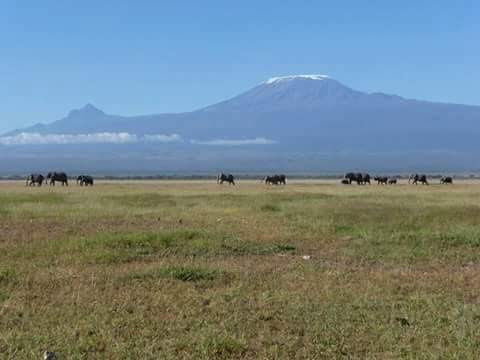 Elephants in Amboseli with Mount Kilimanjaro