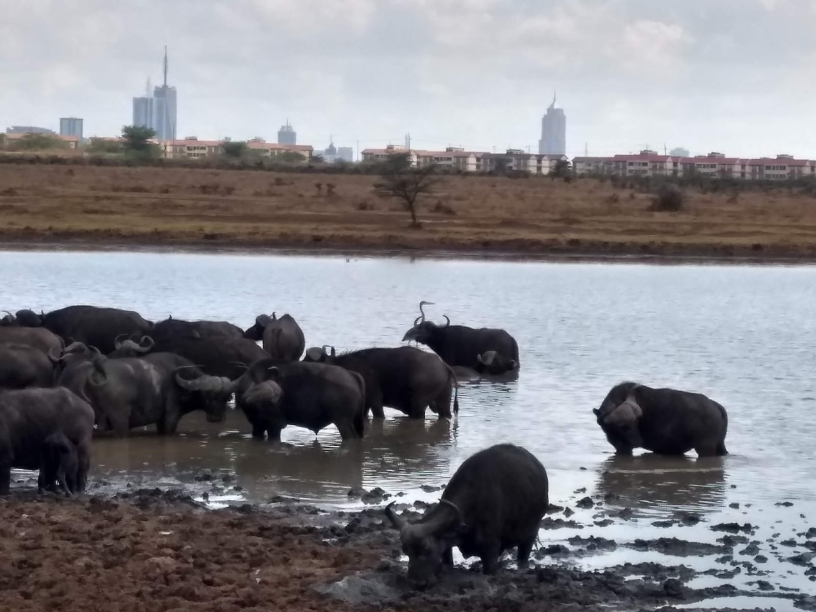 Nairobi National Park