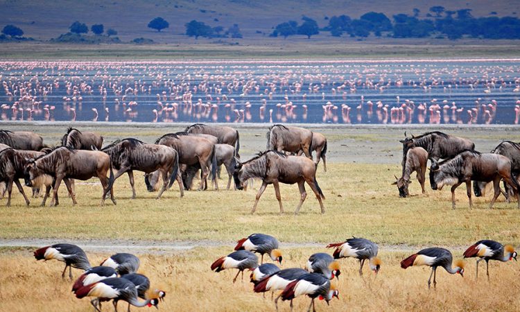 Ngorongoro Conservation Area