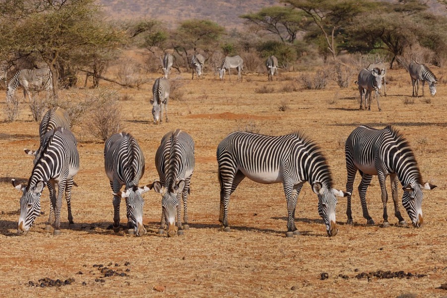 Zebras grazing in Samburu National Reserve