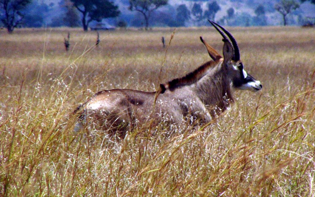 A roan antelope standing in the grasslands of Ruma National Park, showcasing the park's diverse wildlife and natural beauty.