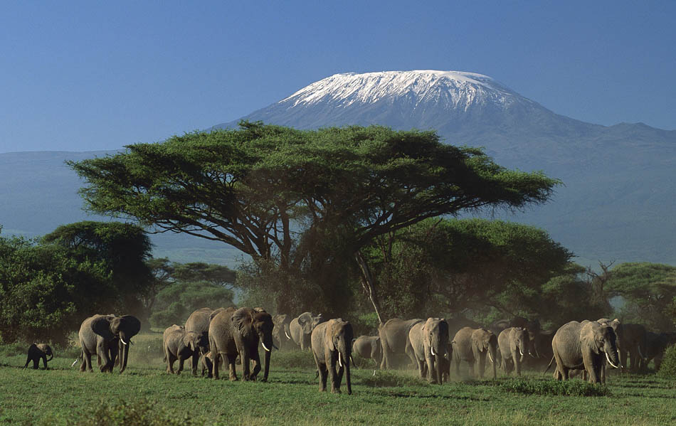 Elephants grazing with Mount Kilimanjaro in the background at Amboseli National Park