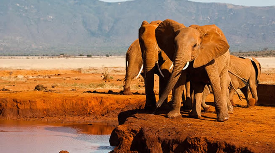 Elephants in Tsavo East National Park