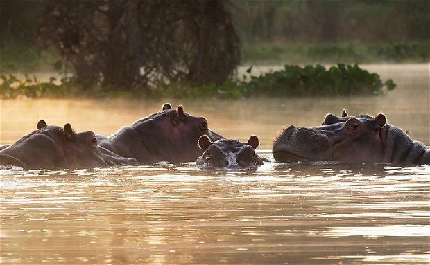 Lake Naivasha National Park