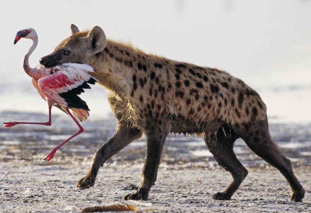 Hyena with flamingo at Lake Nakuru