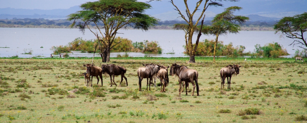 Lake-Naivasha-National-Park-Crescent-Island