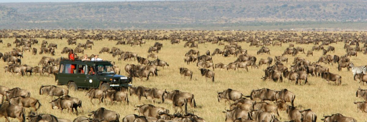 Maasai Mara Wildebeest Migration